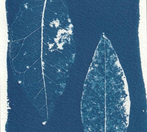 cianotipia